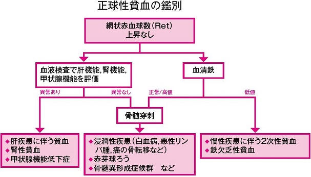 正常球性貧血の原因は何ですか?