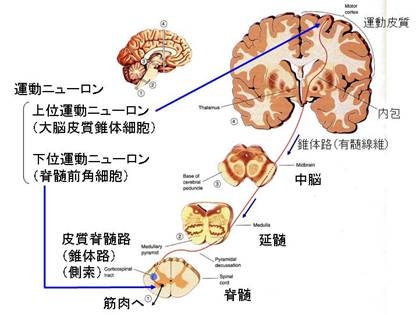 筋 萎縮 性 側 索 硬化 症