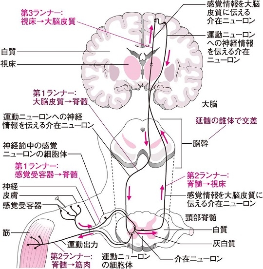 筋萎縮性側索硬化症 山口 滋紀先生 | 川村内科診療所様