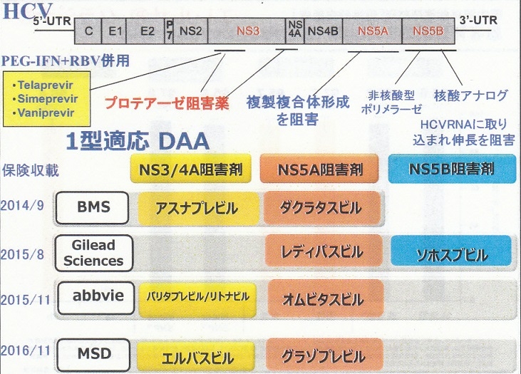  C型肝炎について説明しました