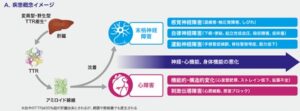 心アミロイドーシスの診療ガイドライン2025Ver.2 遠藤仁先生 | 川村